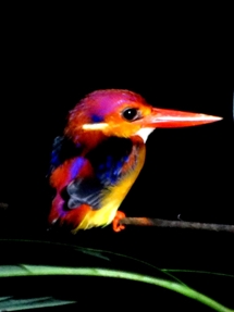 Rufous-backed kingfisher. Belalong. (photo: Lan Qie, 2014)